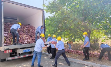 鄉村振興 | 情有所“薯” 我們在行動