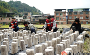 媒體聚焦 | 看柳工定點(diǎn)幫扶村：冬日栽下“金棒”，來年春日綻“金花”